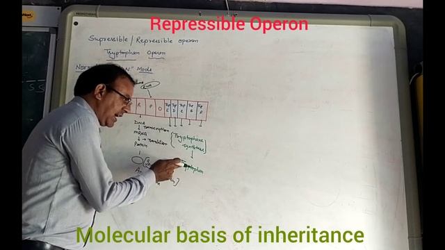 Tryptophan Operon Molecular basis of inheritance (Part-19)#mlsoni смотреть онлайн