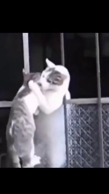 ANIMALS HELPING HUMANS AND OTHER ANIMALS | PART - 1 | #SHORTS | смотреть онлайн