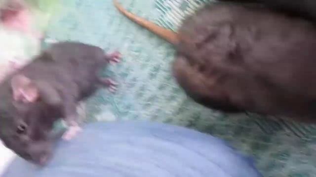 крысы играют смотреть онлайн