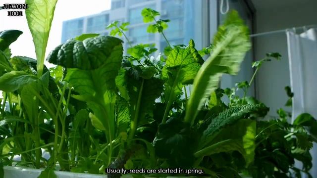 Balcony Vegetable Garden Harvest. || South Korea Winter Balcony Garden. смотреть онлайн
