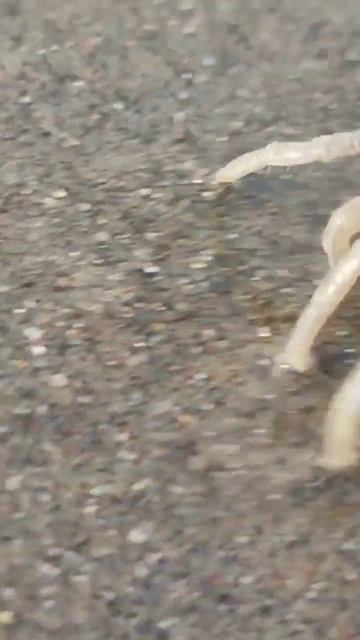 Sand bubbler crabs. #sandcrab #crab #beach #sand #goa #wildlife #photography #sandcrabs #nature смотреть онлайн