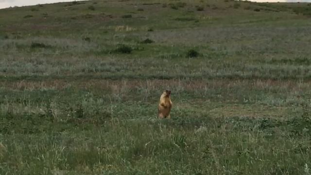 Сурок с. Акъяр смотреть онлайн