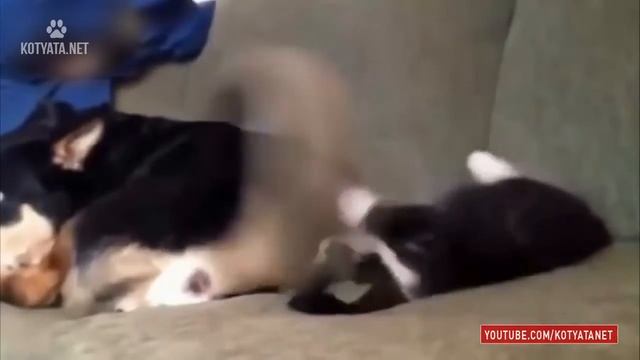 😺 ПРИКОЛЫ С КОШКАМИ И КОТЯТАМИ/FUNNY CATS AND KITTENS HD 2017 #121 смотреть онлайн