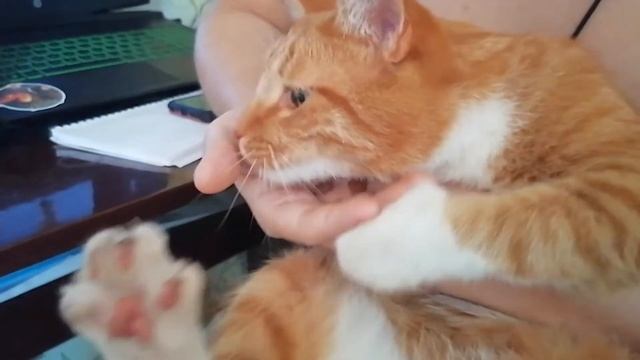 Кот рыжик ОЧЕНЬ ПРОСИТ вкусняшки! funny cat смотреть онлайн