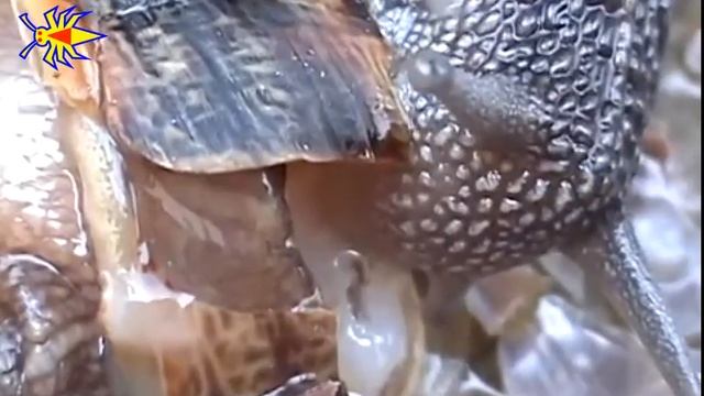 Caracoléitor Caníbal смотреть онлайн