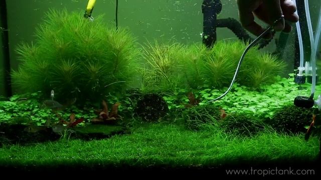 ELEOCHARIS PARVULA (Fast Trimming)