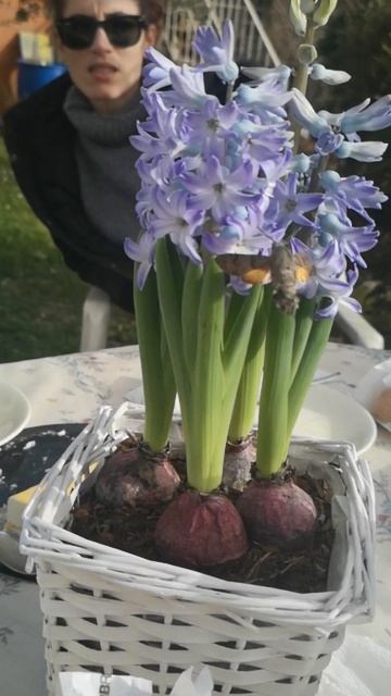 AMAZING!!! Hummingbird hawk-moth feeding himself and flying in Slow Motion смотреть онлайн