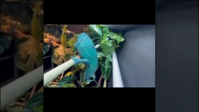 Хамелеон МимимиКо / информация в описании смотреть онлайн