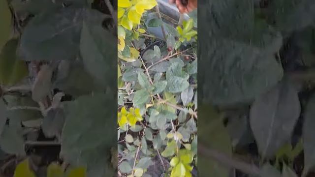 кетли смотреть онлайн