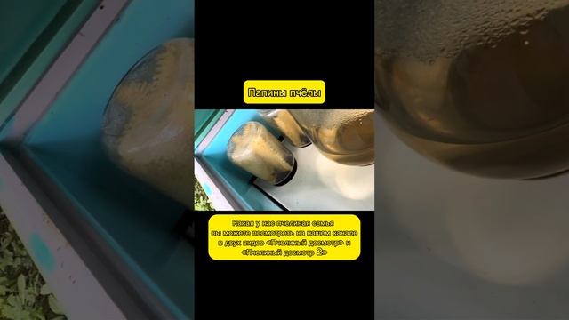 Подкормка пчёл. Интересный результат по потреблению сиропа пчёлами. Август смотреть онлайн