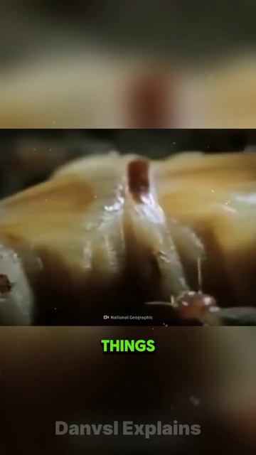 Why Termites Kill Their Queen #shorts #facts смотреть онлайн