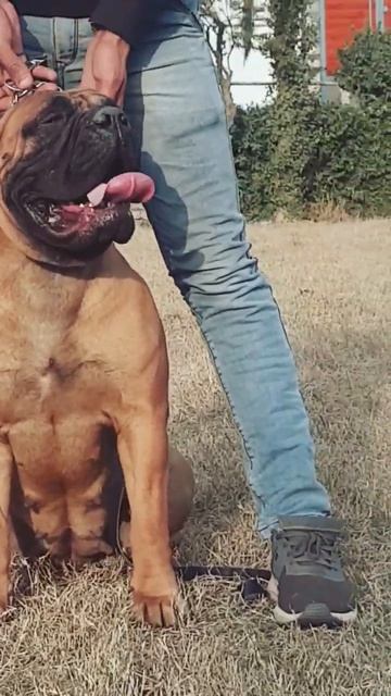Giant Bullmastiff female Of India смотреть онлайн