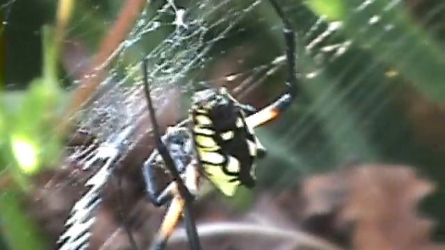 Close Look at the Argiope Aurantia смотреть онлайн