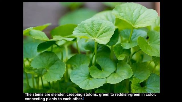 Centella Asiatica