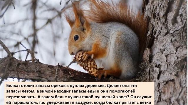Игровая онлайн-программа «Путешествие по зимнему лесу» смотреть онлайн