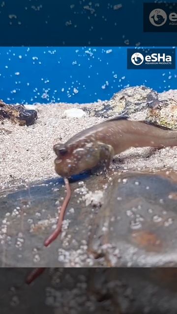 Прыгуны обожают дождевых червей! смотреть онлайн