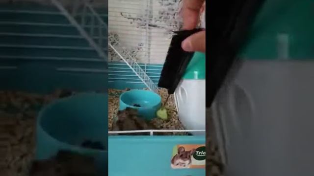 Хомяк 1 серия смотреть онлайн