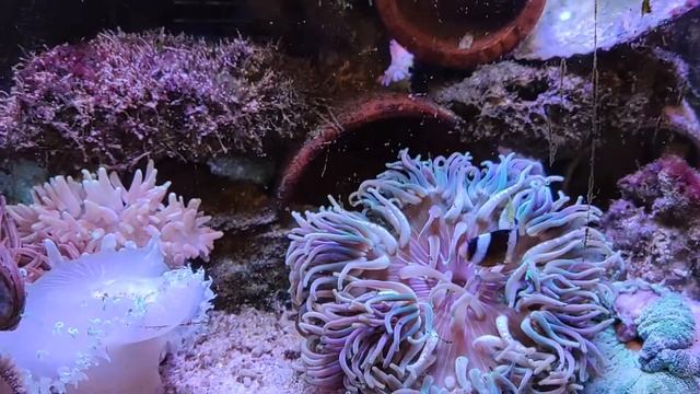 #yeeco#nemo  Ye Filtration System Allows Clownfish To Live In Tanks Where Water Cannot Be Changed.