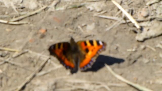 Babočka Kopřivová - The Small Tortoiseshell (Aglais Urticae)