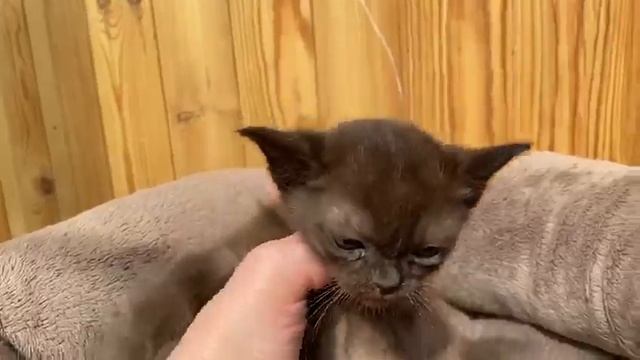 Aldis Welimir смотреть онлайн
