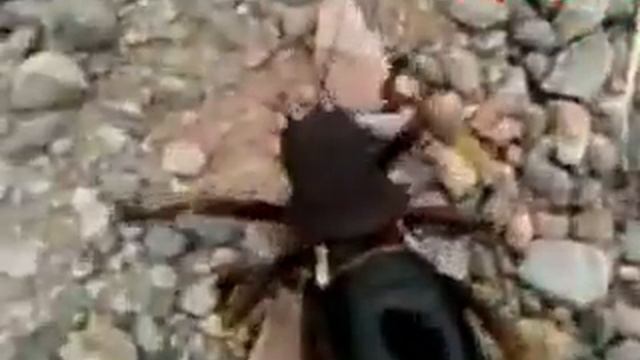 zaki moustafa chemaia إنتشار حشرة غريبة بتزنيت جنوب المغرب смотреть онлайн