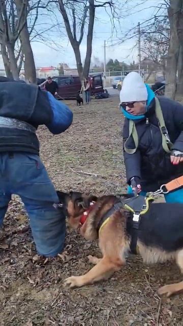 🏅German Shepherd bodyguard. Rex attacks. #GUARDODESSA Training of service dogs. Odessa, Ukraine смотреть онлайн