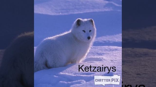 Arctic fox1 смотреть онлайн