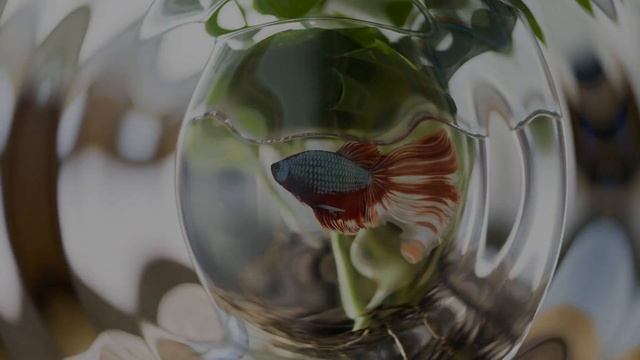 FISH FAMILY FORUM INTRO | FATHER FISH смотреть онлайн