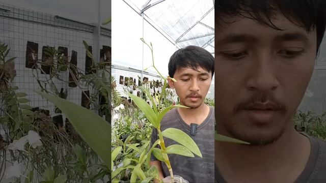 Dendrobium Manna Blue Murah | 081919911857