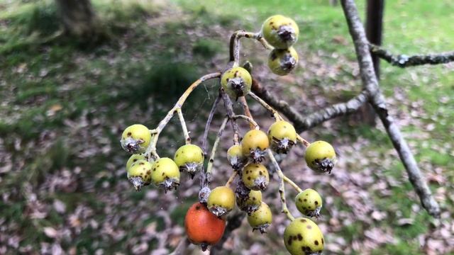 Whitebeam - fruit - September 2021 смотреть онлайн