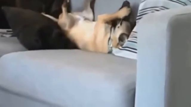 Собаки и кошки -они что то болтают. Поди - разберись. Видео смотри: может ты их язык знаешь? смотреть онлайн