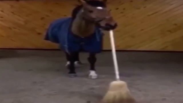 Лошадь 🐎 ПОДМЕТАЕТ 🧹 Пол смотреть онлайн