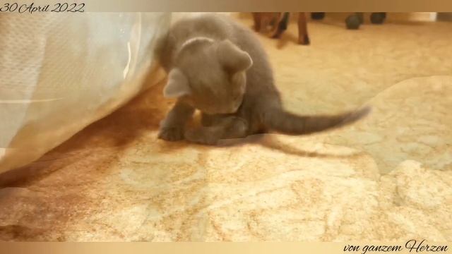 Super Mama 😆 Businka (russisch blau). Супер мама 😆 Бусинка (русская голубая) смотреть онлайн