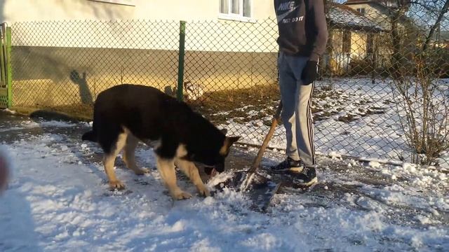 ВЕО Лайма(8 месяцев) и упрямая лопата😆 смотреть онлайн