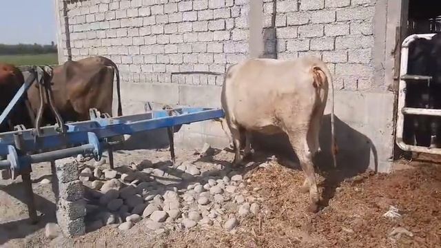 ШВЕЦ СИММЕНТАЛ ГОЛИШТЕН СИГИРЛАРИ С , 993083585 смотреть онлайн