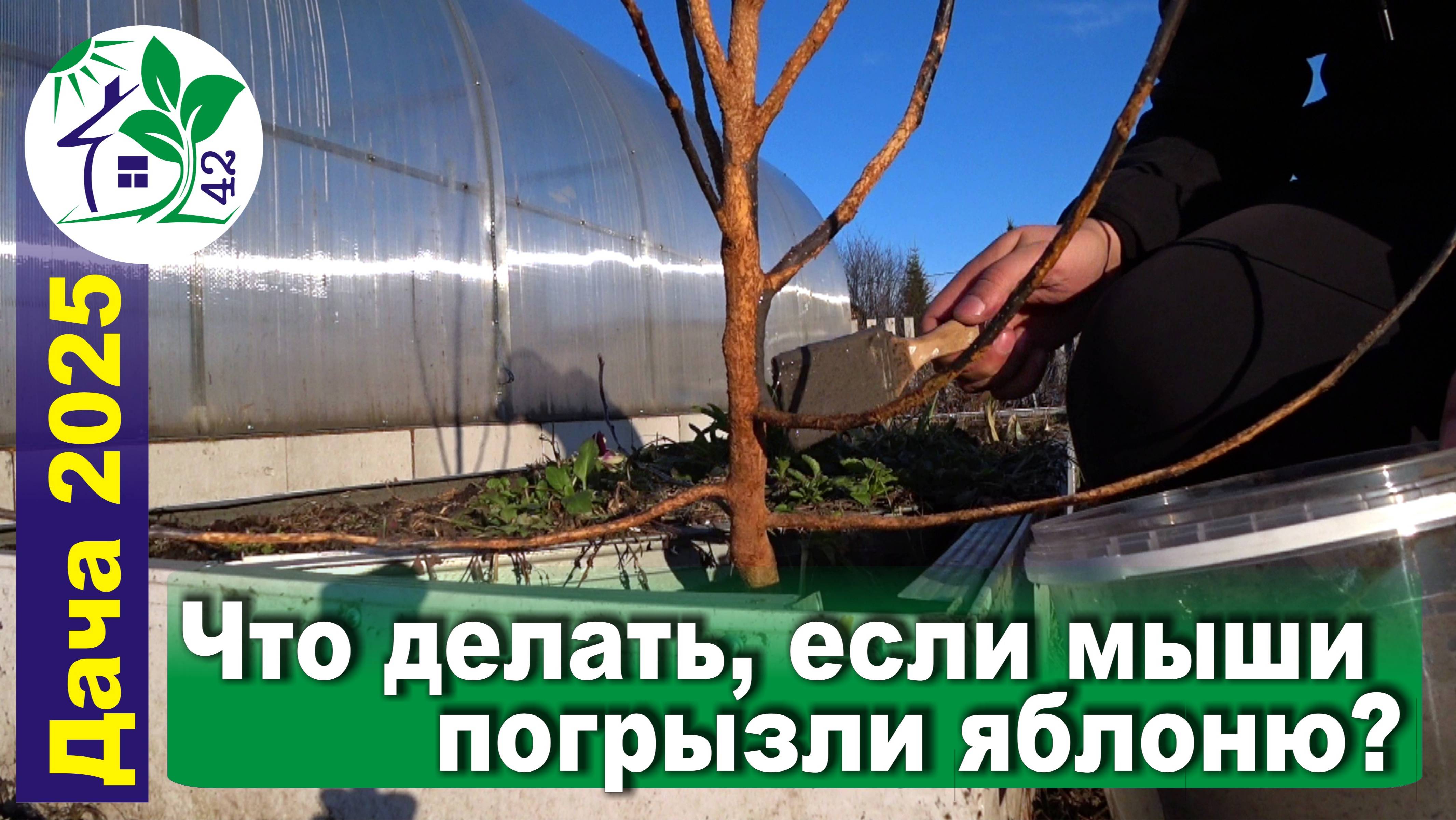 Что делать, если мыши погрызли яблоню? Питомник растений с нуля - самое начало.