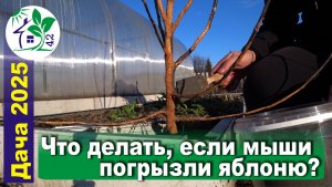 Что делать, если мыши погрызли яблоню? Питомник растений с нуля - самое начало.