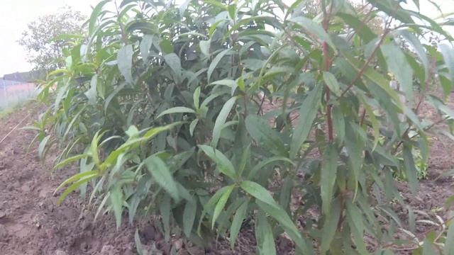 Персиковый сад смотреть онлайн