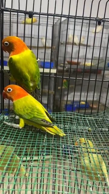 green euwin opaline love bird #birds #lahore #lovebird #parrot #opalinelovebirds #euwing смотреть онлайн