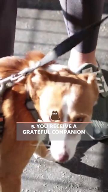 10 REASONS to ADOPT a MIXED-BREED DOG 🐶❤️ смотреть онлайн