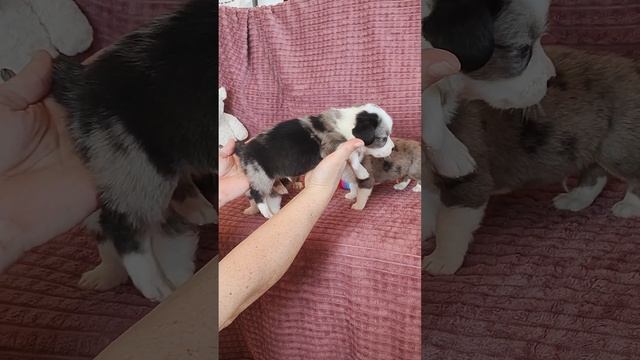 Малыши коргаши ! Вельш корги кардиган. смотреть онлайн