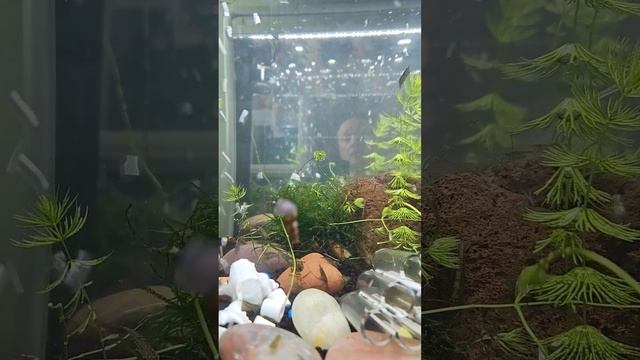 Криветочный аквариум после чистки. #meditation #nature смотреть онлайн