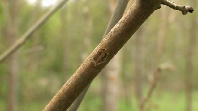 Chalara ash dieback - spring symptoms смотреть онлайн
