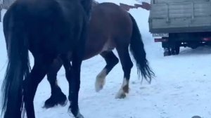 Цыганские лошади Леша Шуйско