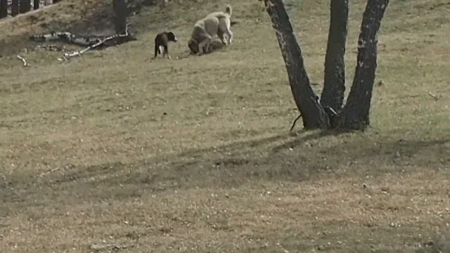 АЗИАТЫ из БАШКИРИИ... смотреть онлайн