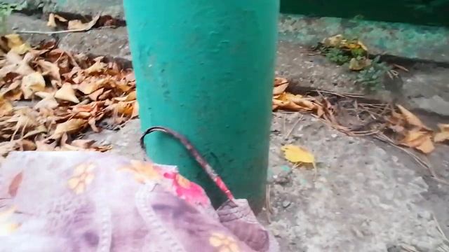 Кошка смотреть онлайн