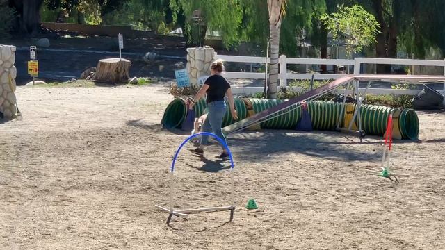 NADAC VT MAXINE - Calisto’s Elite Regular Round 2 Run 2 смотреть онлайн