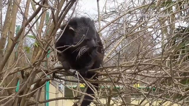 Rare Popcorn Smelling Binturong Climbing A Tree смотреть онлайн