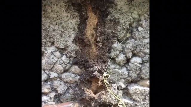 Termite Mud Tubes Panama City FL -Arrow Pest Service смотреть онлайн