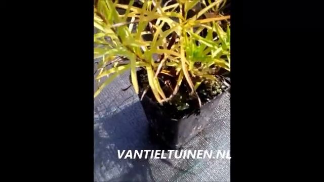 Inula ensifolia смотреть онлайн